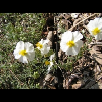 Helianthemum apenninum subsp Apenninum (fam Cistacees) (Europe sud et sud-ouest) (3)